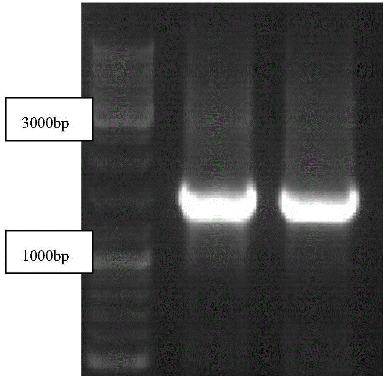 Recombination human CYP3A4 (cytochrome P450 3A4) /CPR (cytochrome P450 oxidoreductase) /cyt b5 (cytochrome b5) protein co-transfection co-expression method