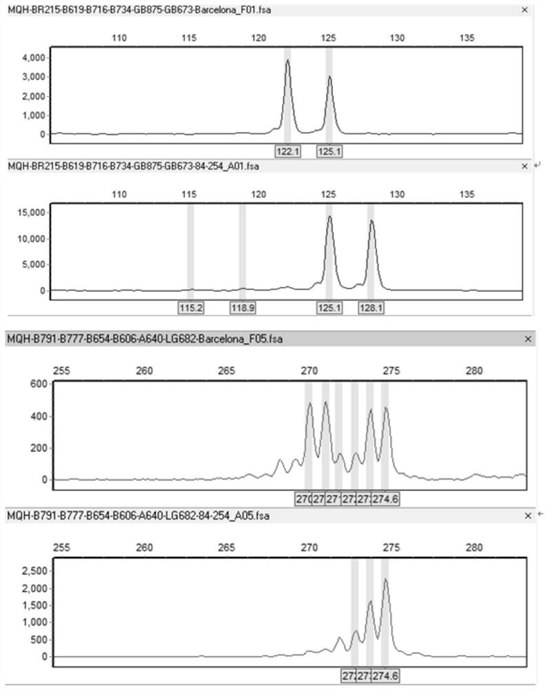 Construction method of corylus plant variety SSR molecular marker fingerprint spectrum