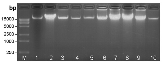 Method for efficiently extracting tropical plant DNA