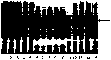 Microbial strain expressing glycosidase and application technique thereof to biological enzyme papermaking