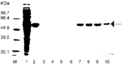 Microbial strain expressing glycosidase and application technique thereof to biological enzyme papermaking