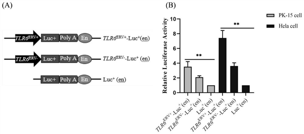 Molecular marker for improving natural immunity of piglets by utilizing ERV insertion polymorphism of pig TLR6 gene and breeding method of molecular marker