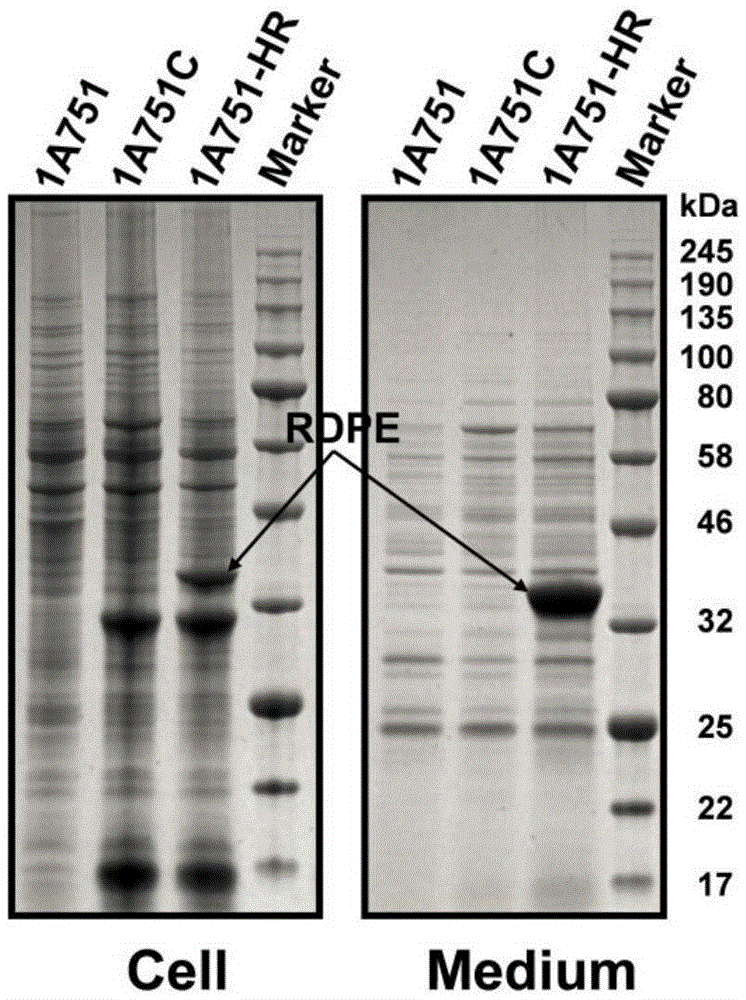 Genetic engineering strain capable of effectively secreting D-psicose 3-epimerase and construction method and application thereof