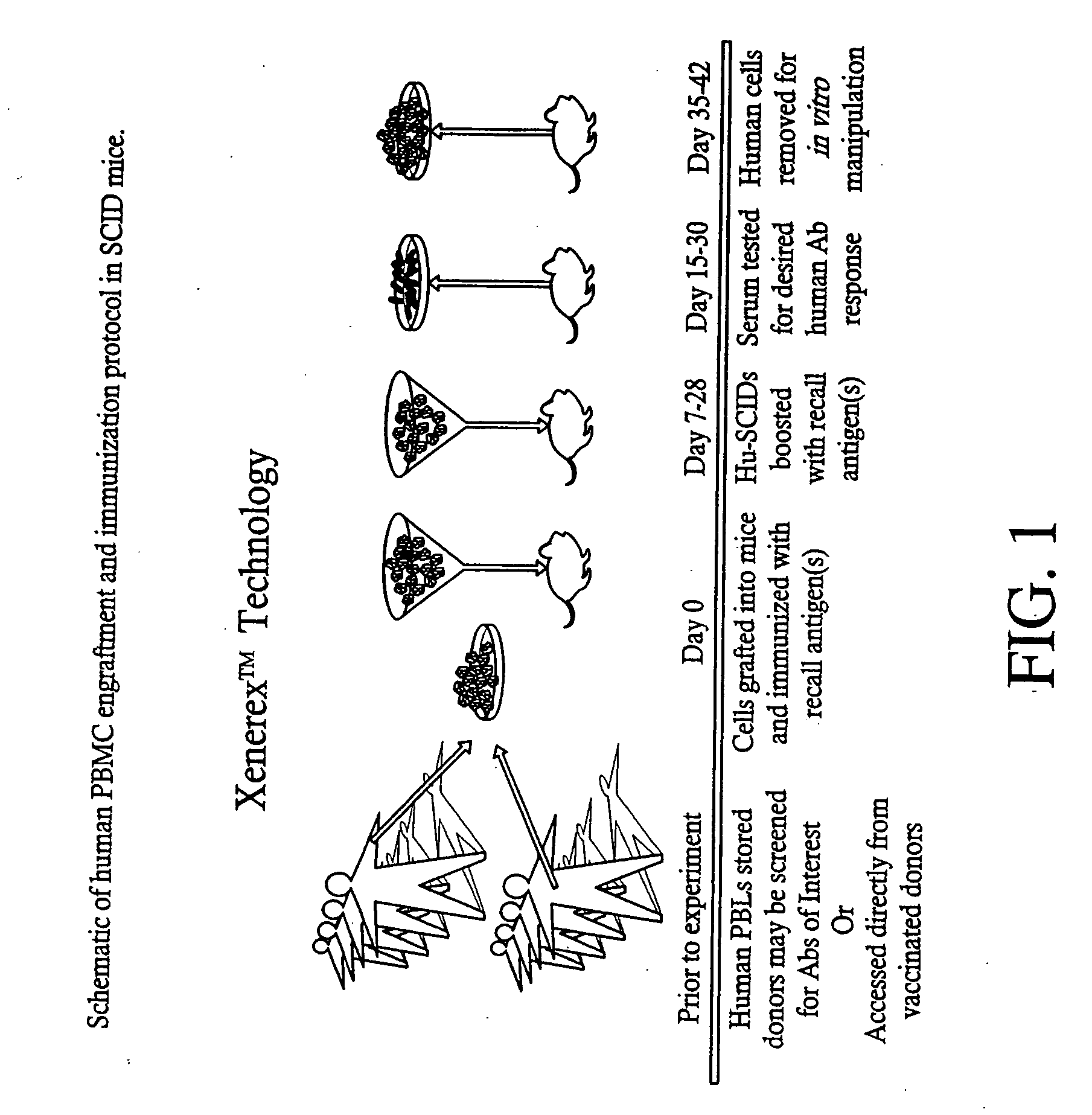 Antibodies against protective antigen and methods of use for passive immunization and treatment of anthrax