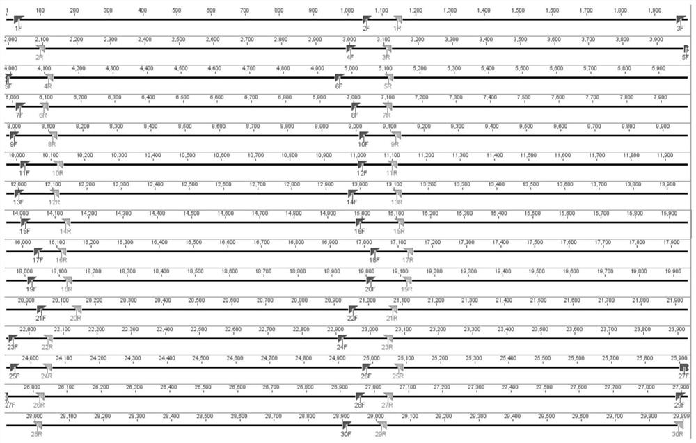 Three-generation library building sequencing method for whole genome full-length amplification based on novel coronavirus