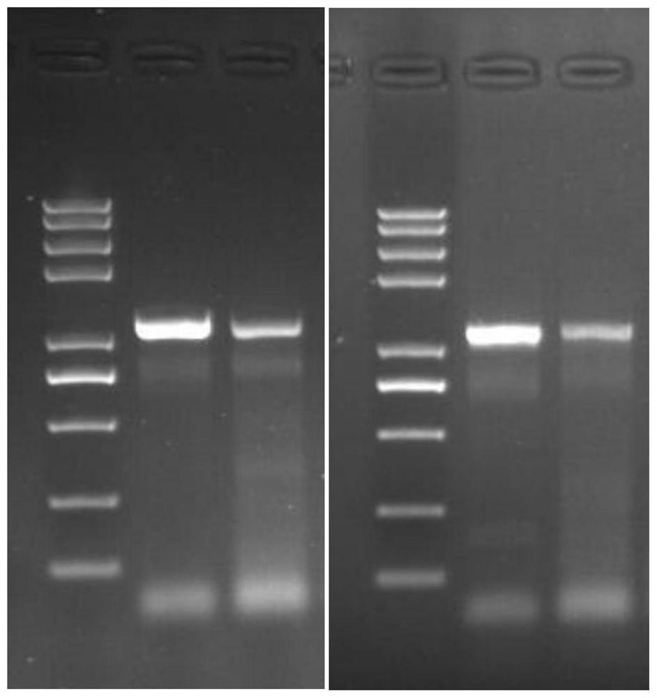 Three-generation library building sequencing method for whole genome full-length amplification based on novel coronavirus