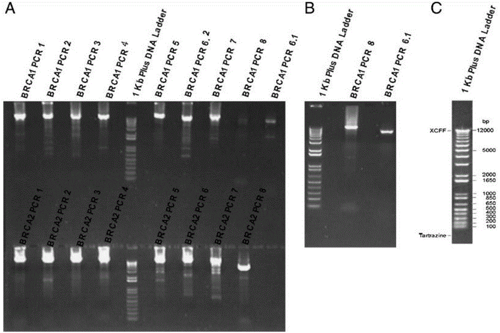 Primer set, method and kit for Long-range PCR (polymerase chain reaction) detection of BRCA (breast cancer susceptibility gene) 1 and BRCA 2