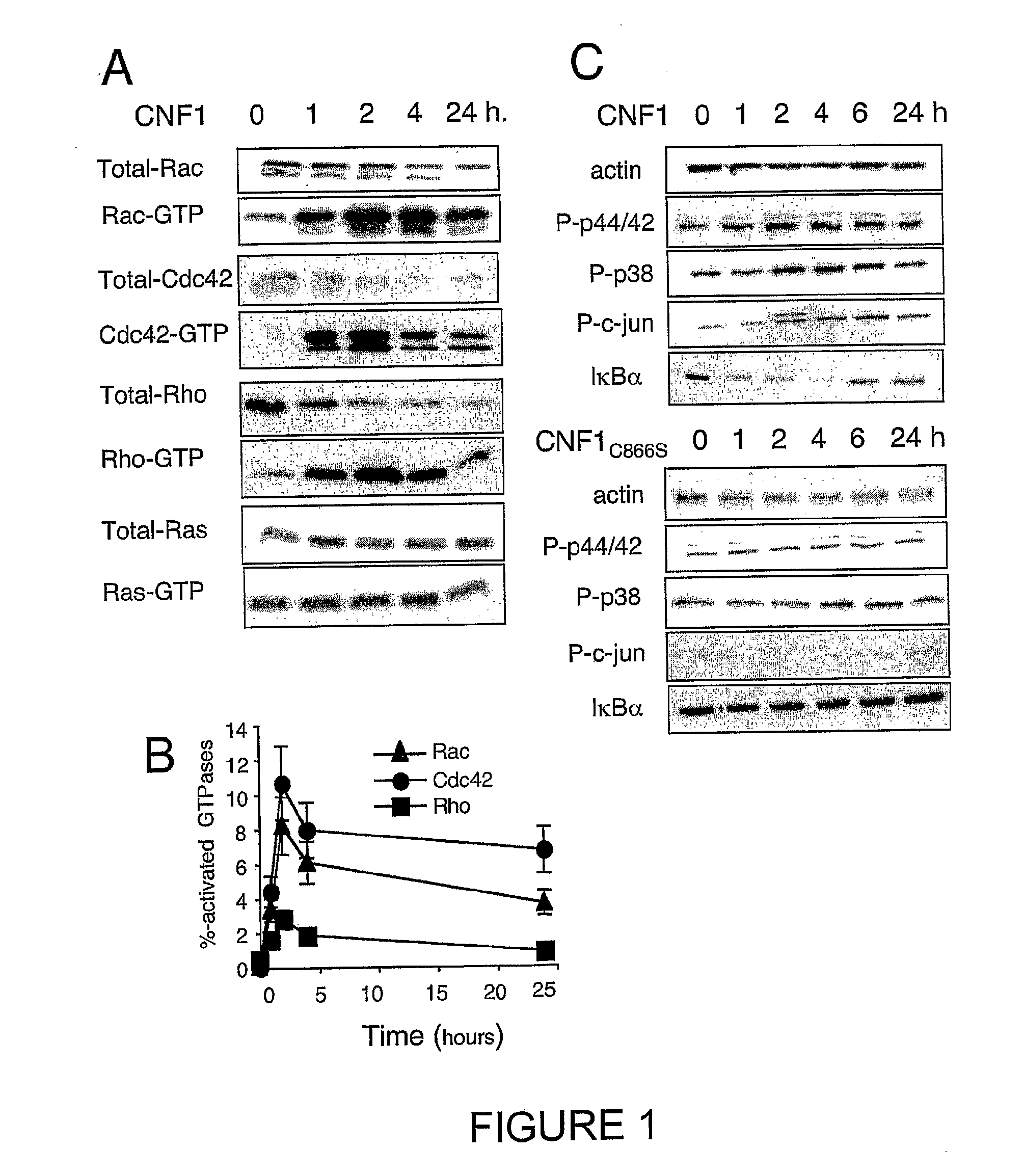 Vaccine composition comprising an immunoadjuvant compound consisting of a rho gtpase family activator