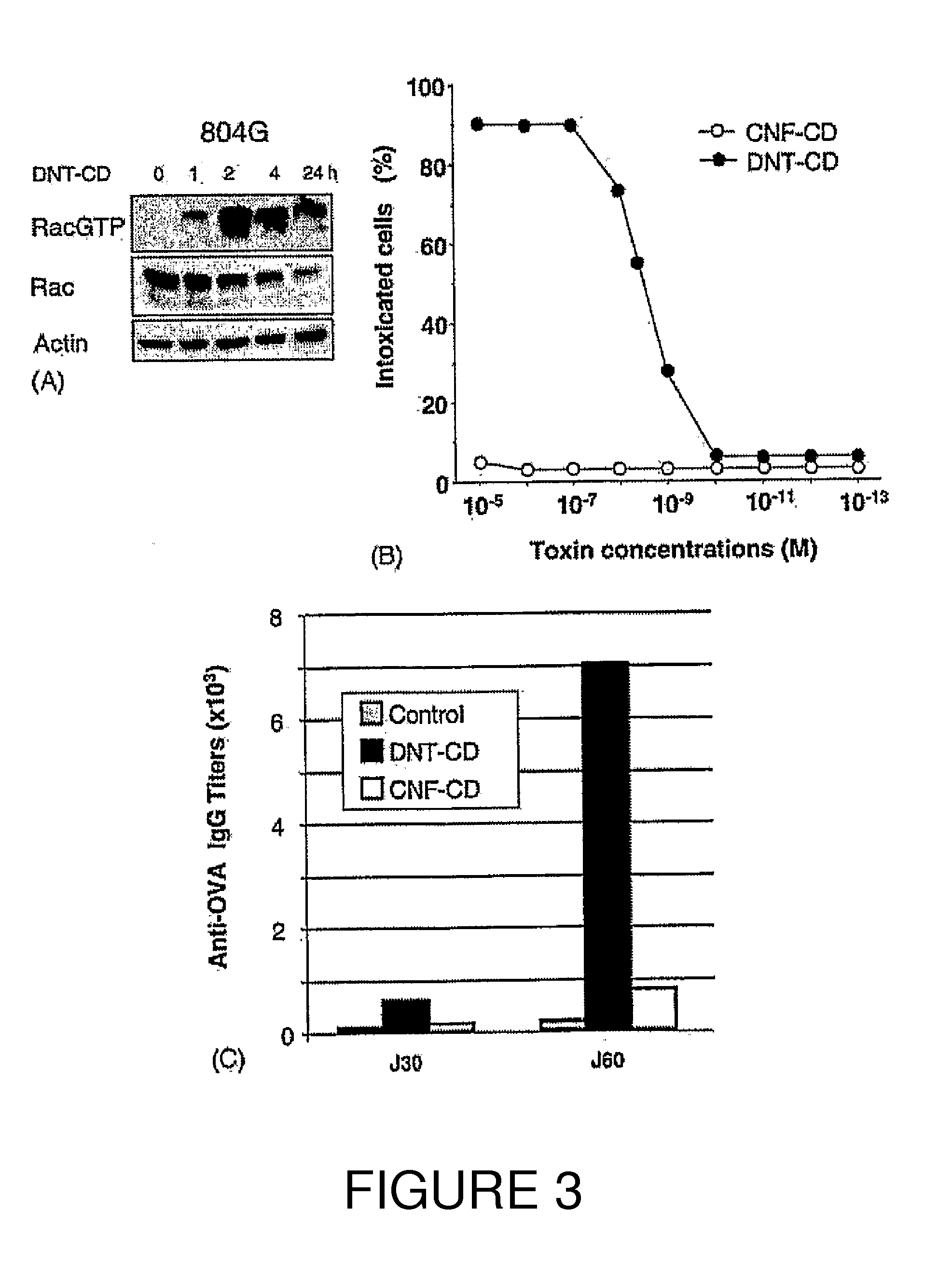 Vaccine composition comprising an immunoadjuvant compound consisting of a rho gtpase family activator