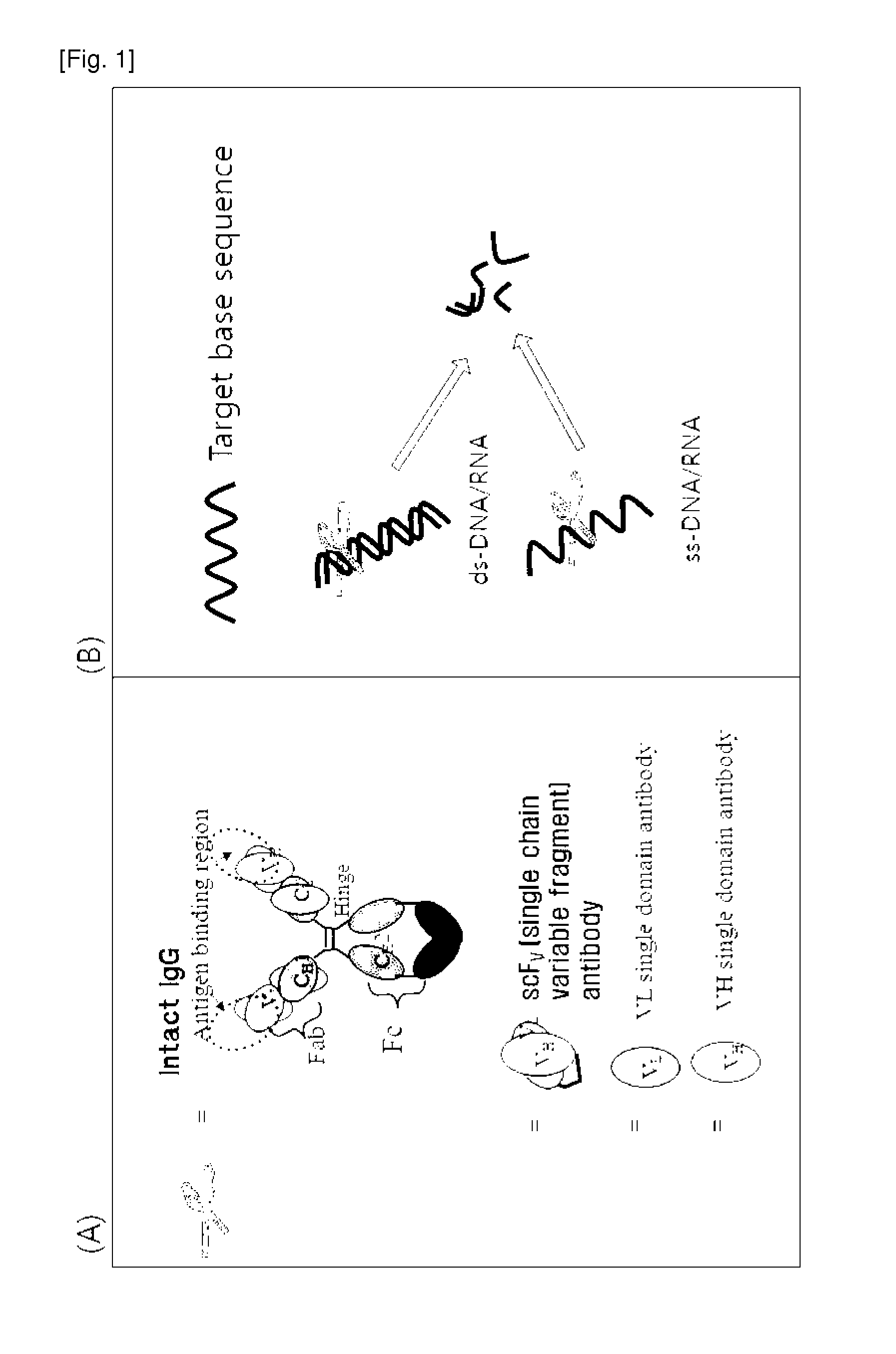 Cell-penetrating, sequence-specific and nucleic acid-hydrolyzing antibody, method for preparing the same and pharmaceutical composition comprising the same