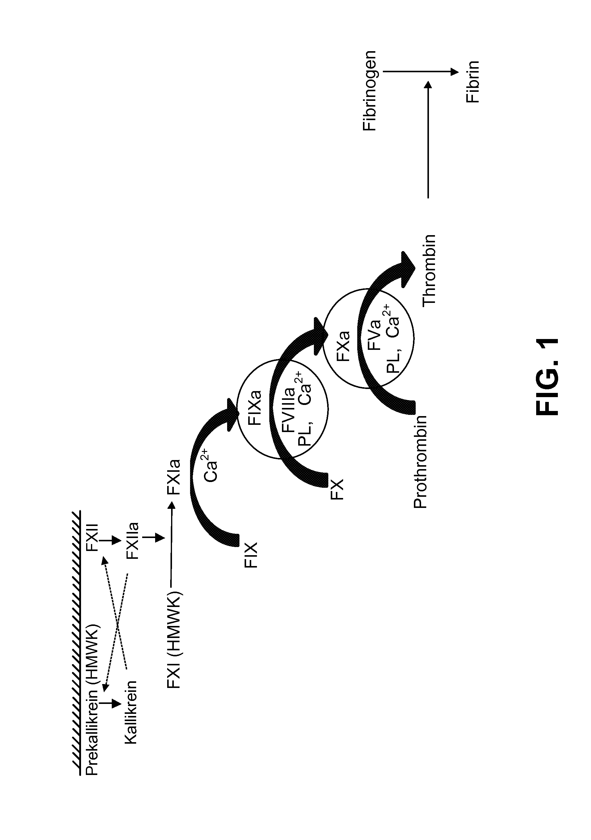 Blood Factor Monitoring Assay and Uses Thereof