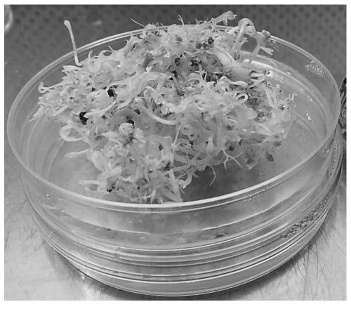 Method for culturing somatic embryos of liquidambar plants into seedlings and breeding method of liquidambar plants