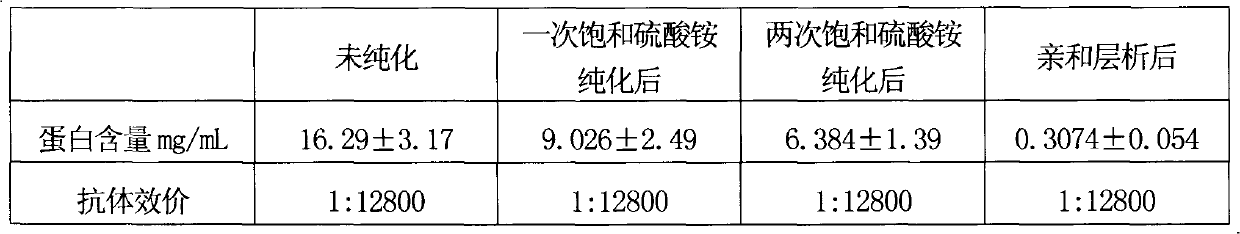 Preparation method for rat-derived polyclonal antibody of thermoduric bacteria