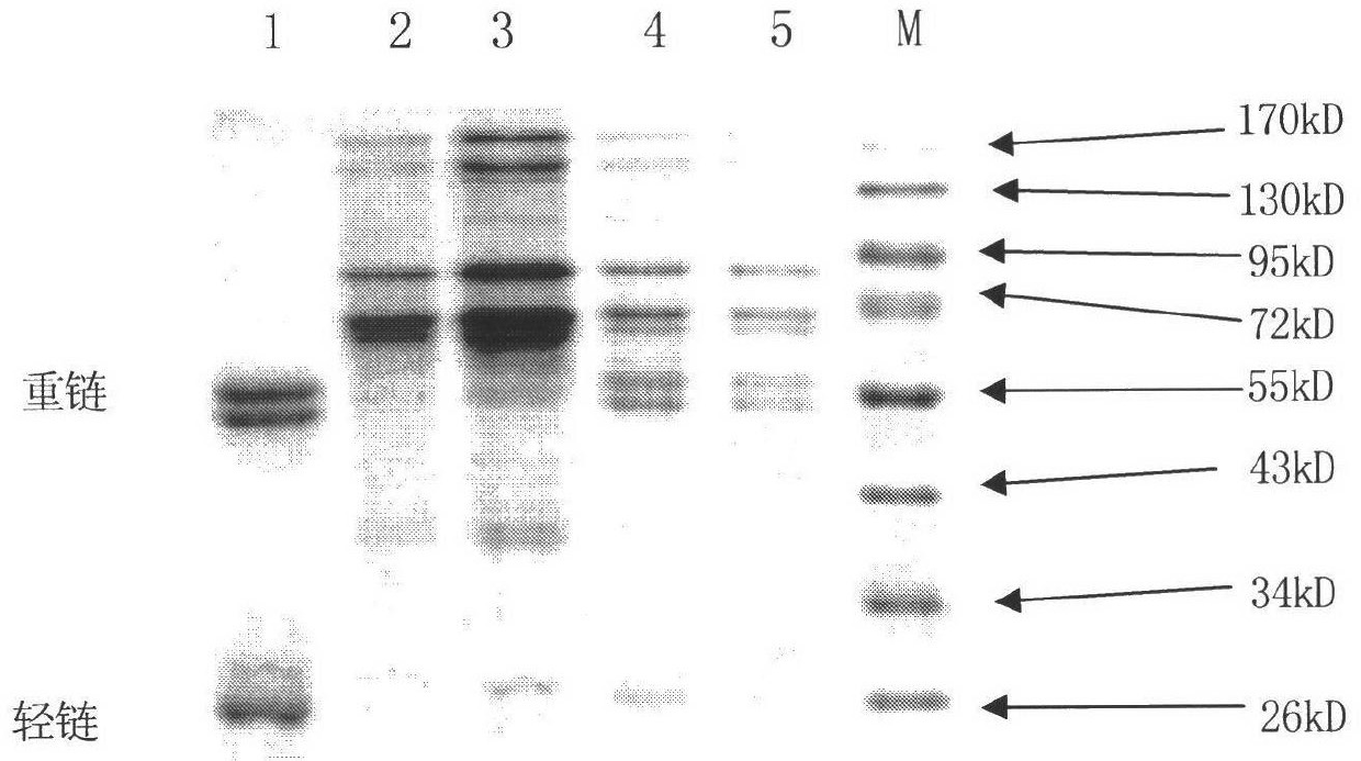 Preparation method for rat-derived polyclonal antibody of thermoduric bacteria