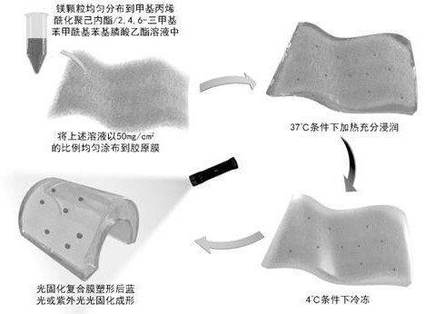 Photo-cured degradable polyester composite guided bone regeneration membrane