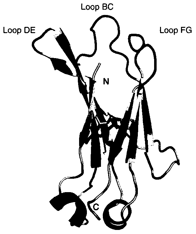 A nanobody that neutralizes Ebola virus