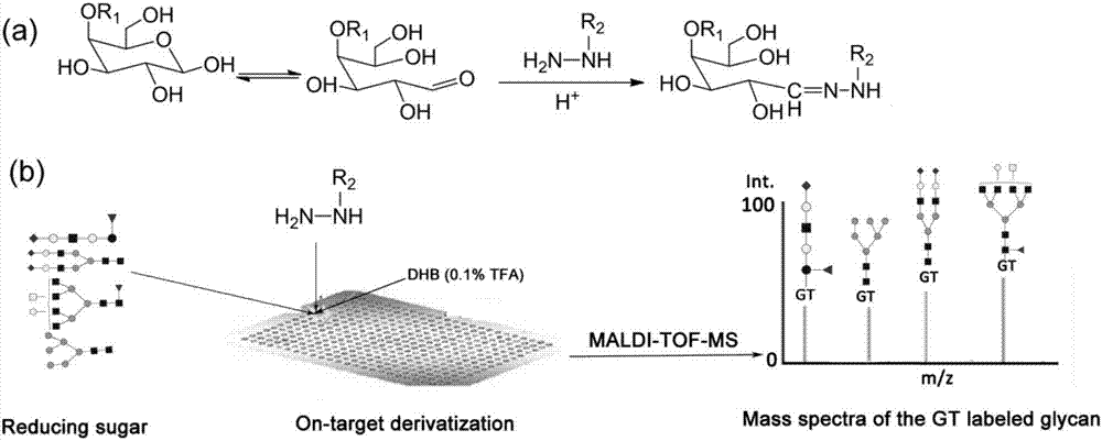 Analysis method of target board derivatization and MALDI-TOF-MS of reducible carbohydrate chain