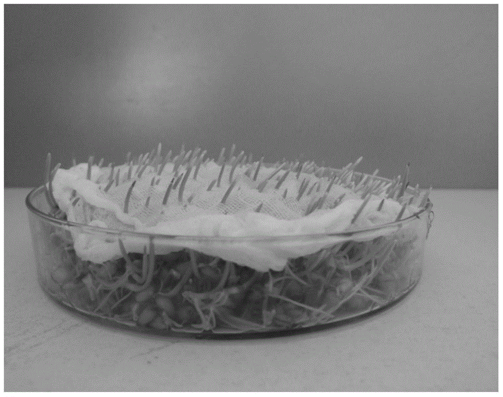 A Simple Bioassay Method for Aphids