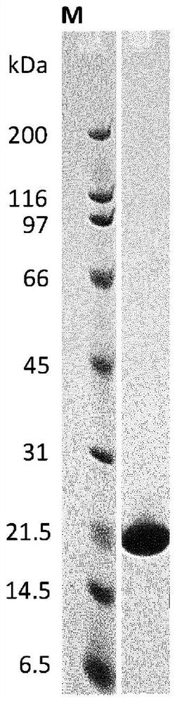 Recombinant FAP binding proteins and uses thereof