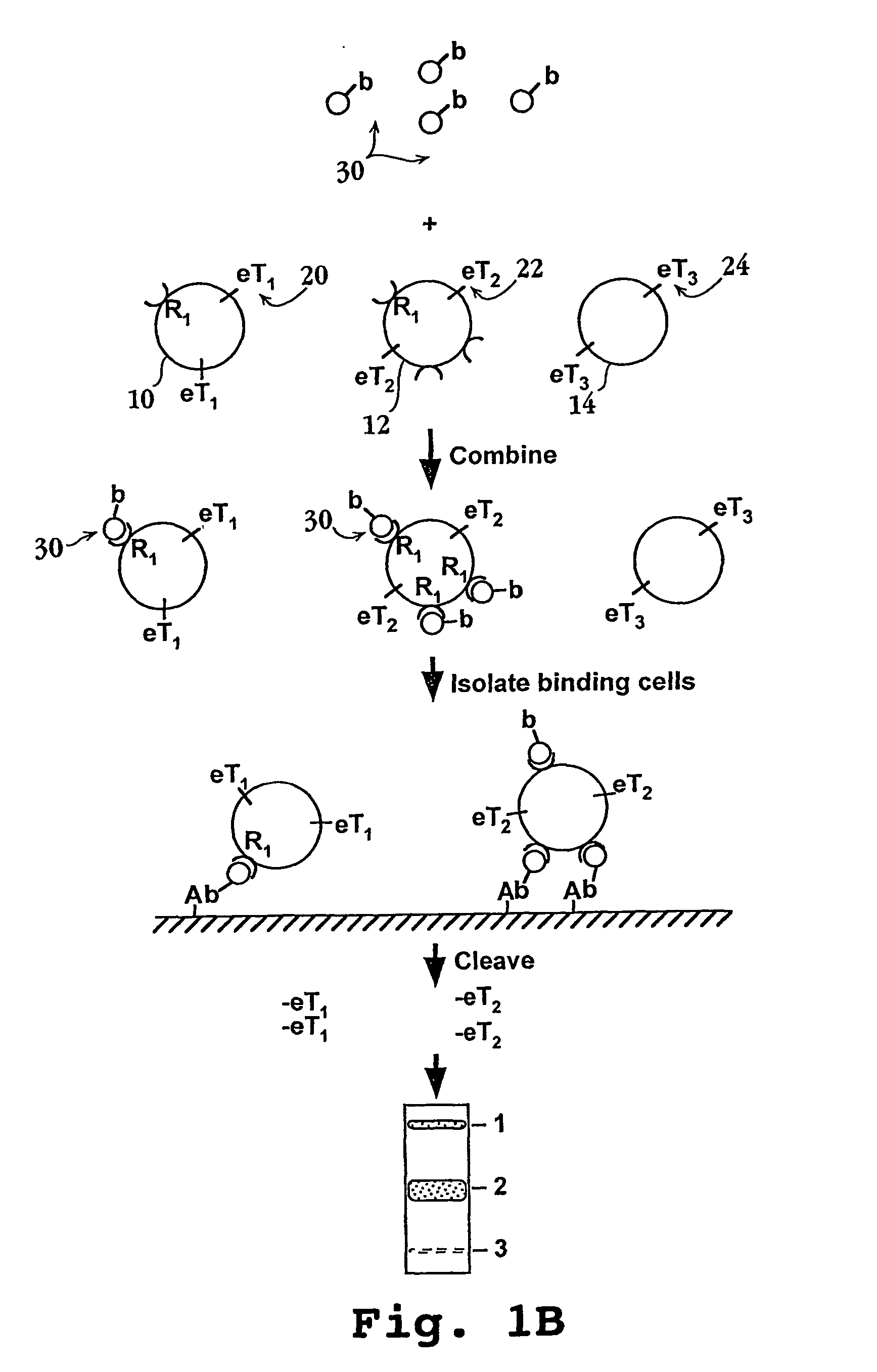 Methods and compositions for screening cell binding molecules