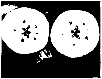 Physiological regulator and treatment technology for preventing sugar hearts of apples from digestion