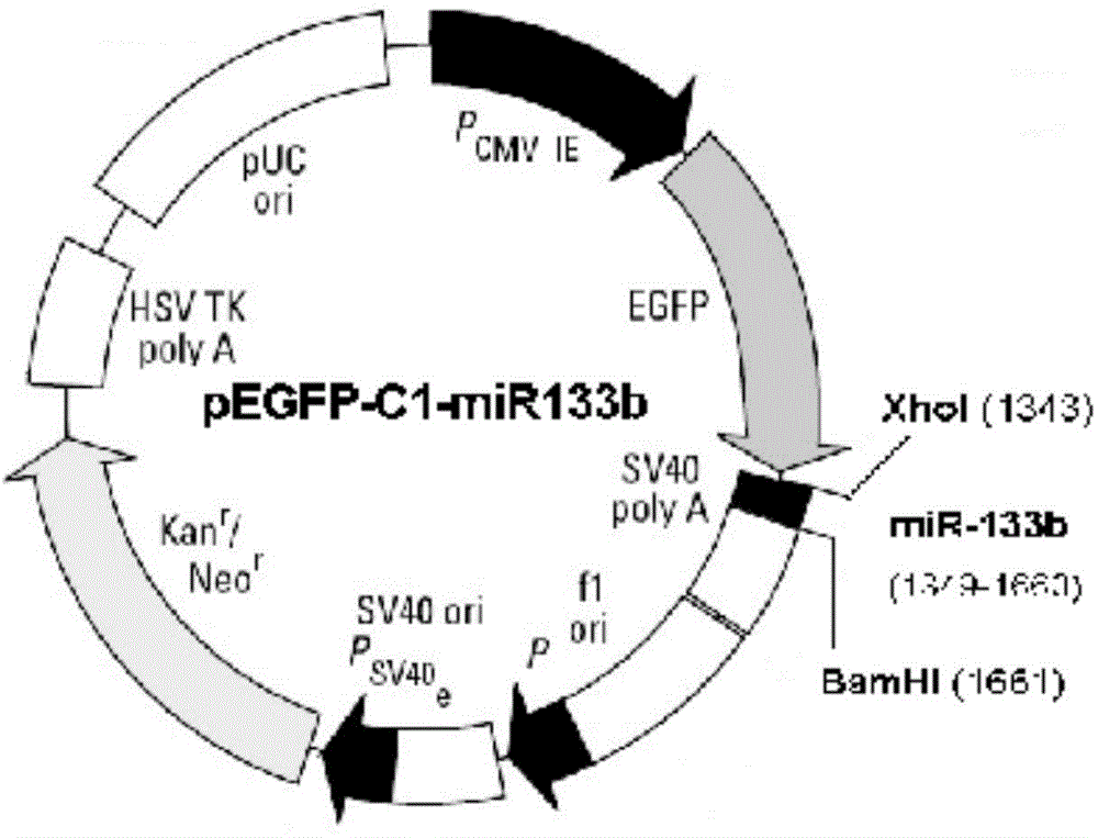 A method for promoting the proliferation of bovine skeletal muscle satellite cells in vitro