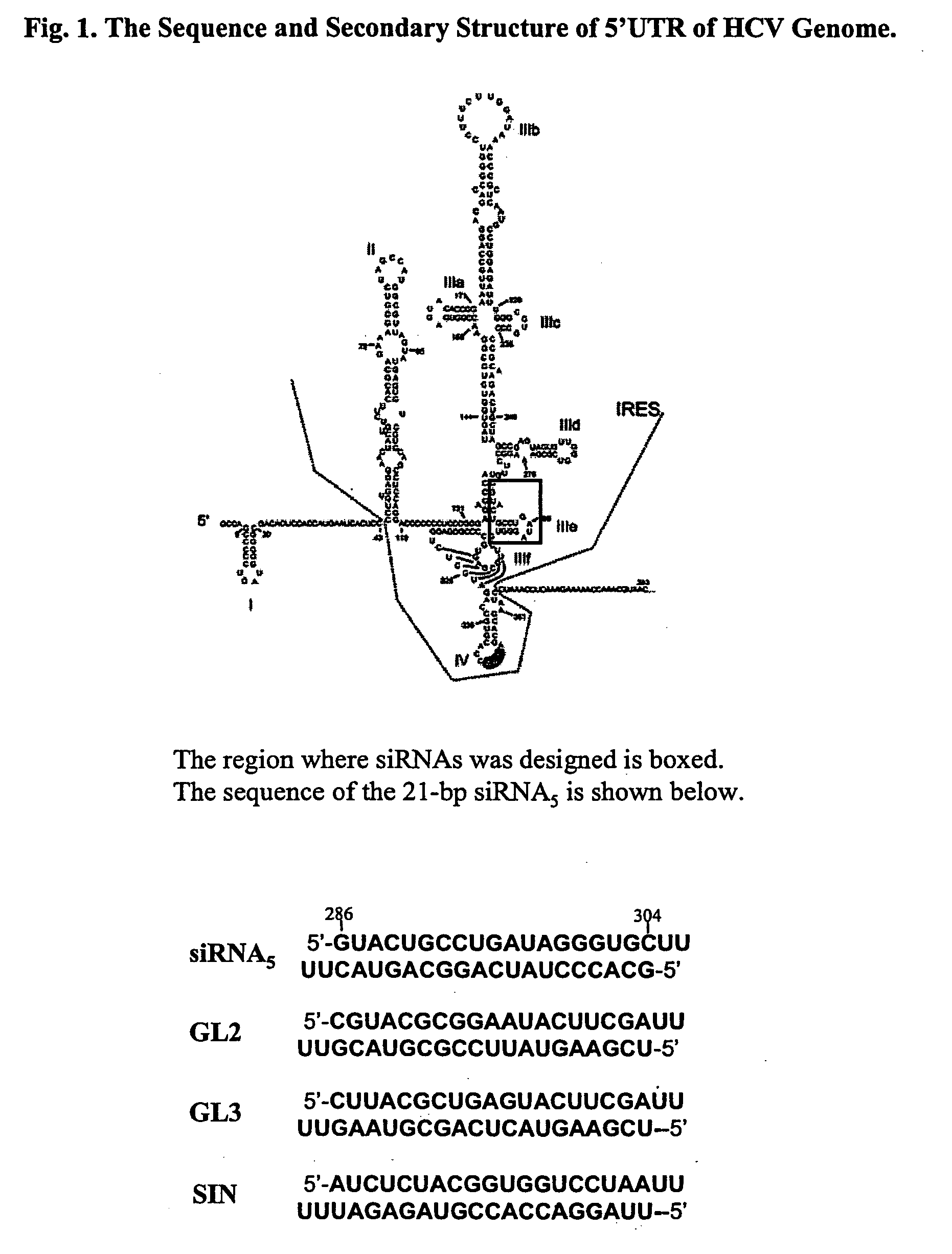 Modified small interfering RNA molecules and methods of use