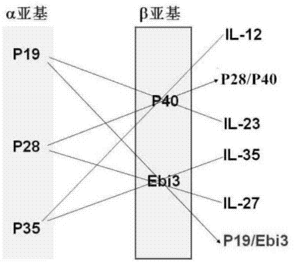 Application of p19/ebi3 complex and its polyclonal antibody in the diagnosis and treatment of systemic lupus erythematosus