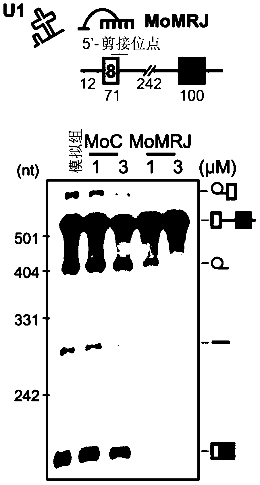 Antiviral agent and method for treating viral infection