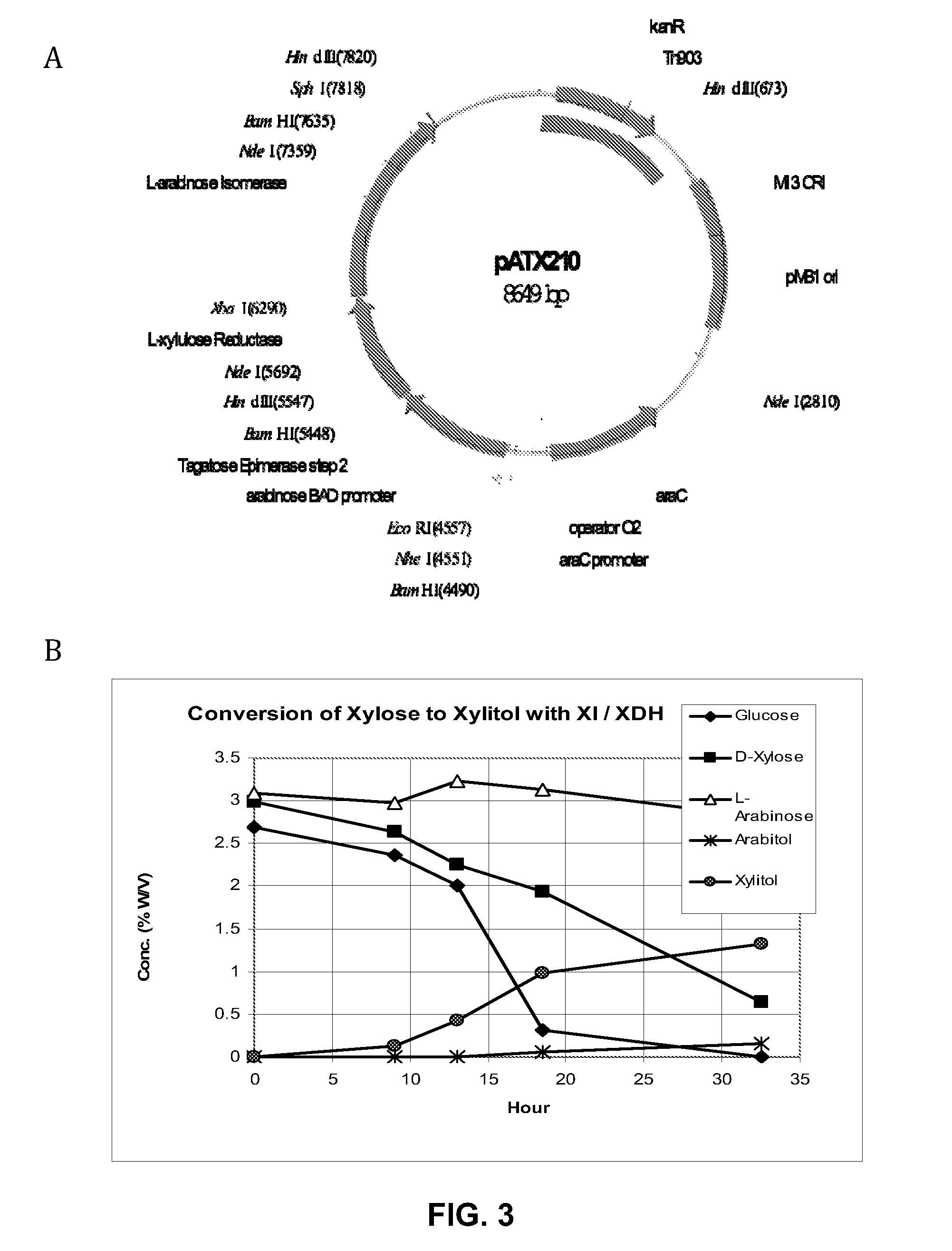 Production of xylitol from a mixture of hemicellulosic sugars