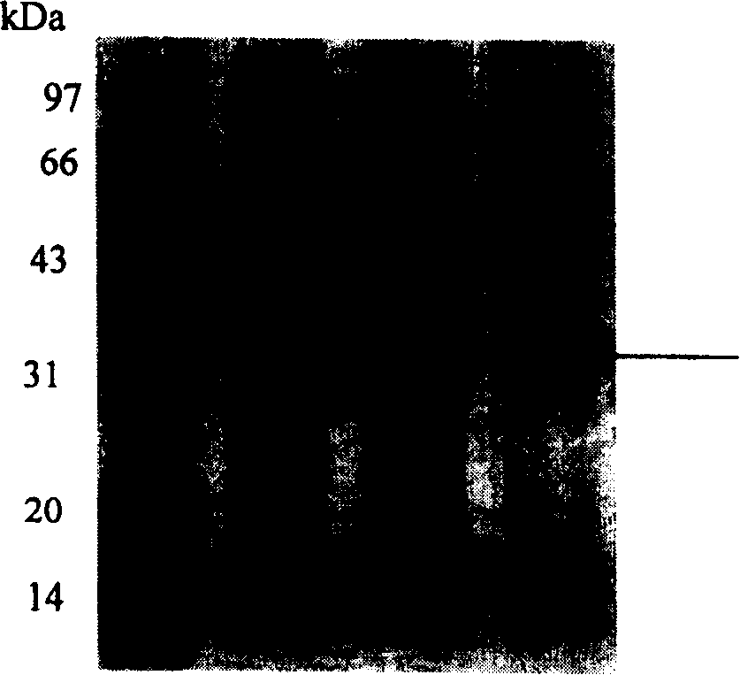 Method for expression of Aspergillus flavus urate oxidase and the special gene thereof