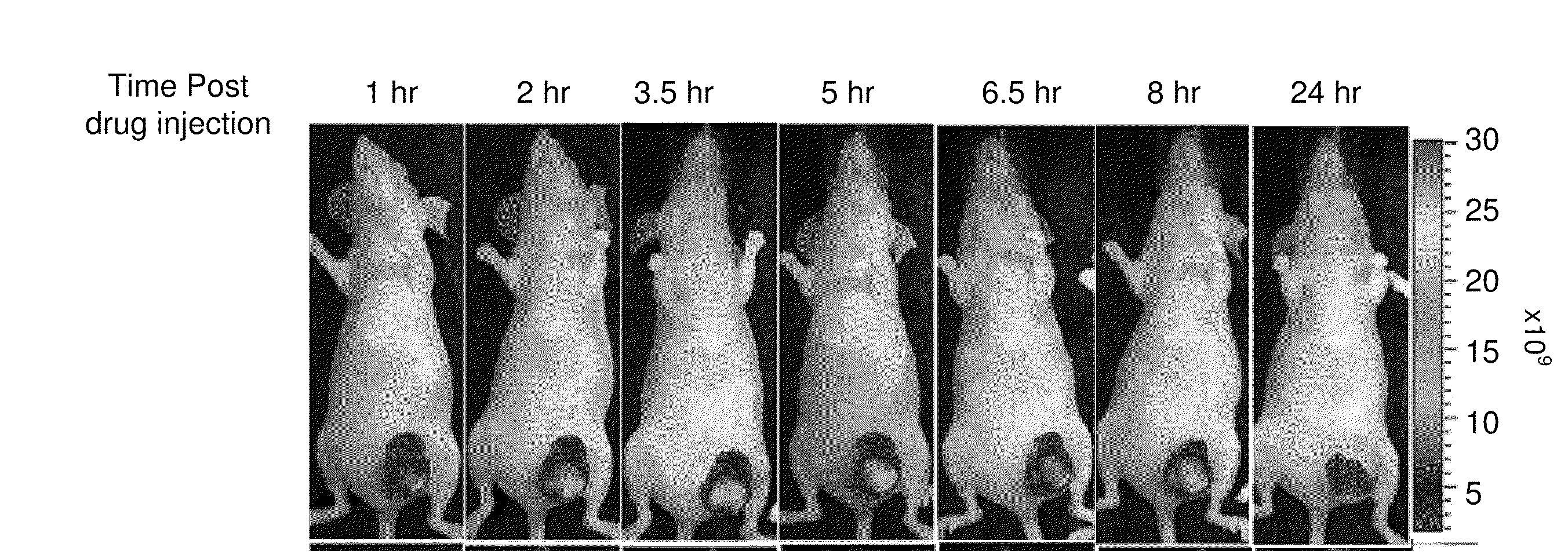 RGD-(bacterio)chlorophyll conjugates for photodynamic therapy and Imaging of Necrotic tumors