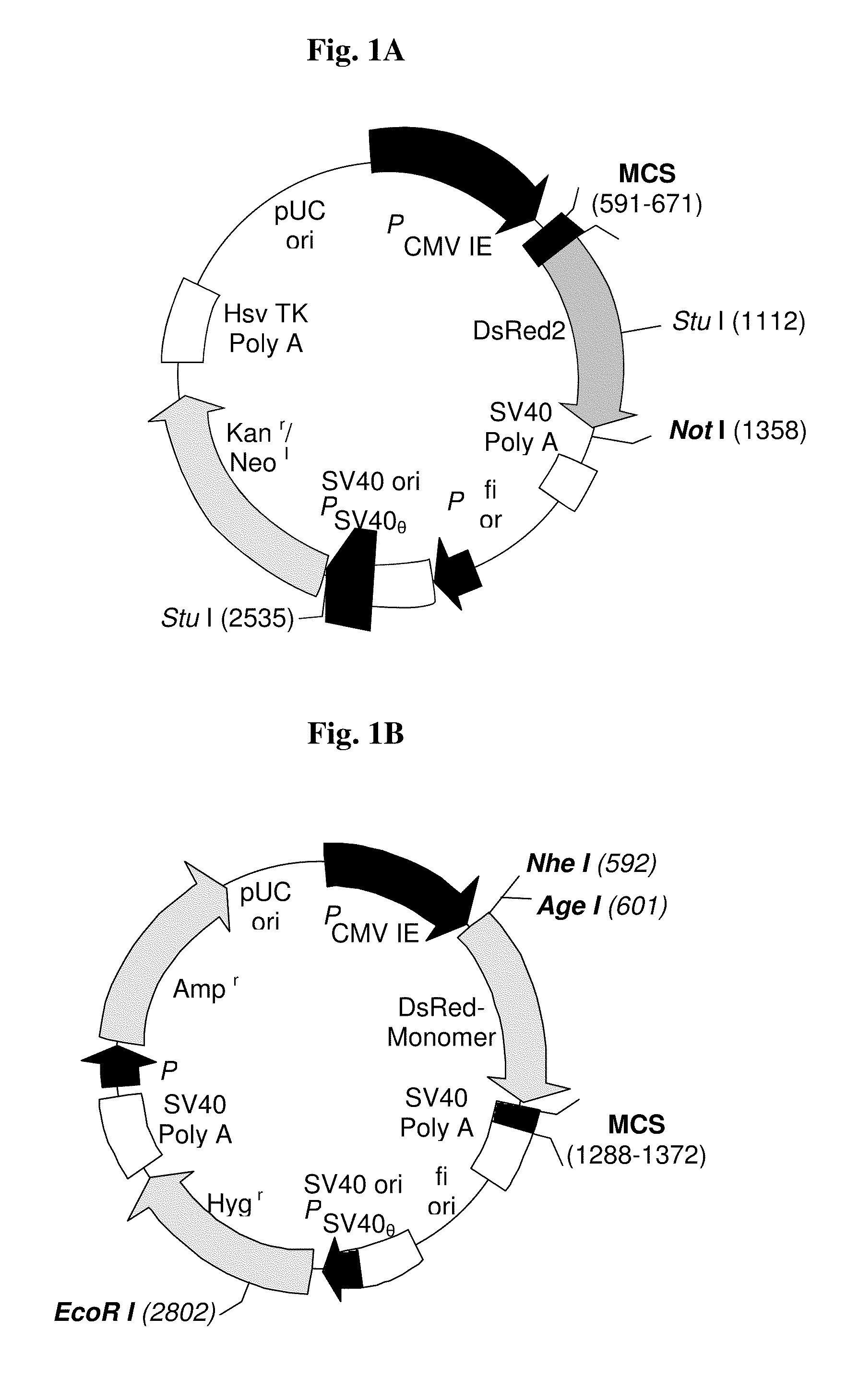 RGD-(bacterio)chlorophyll conjugates for photodynamic therapy and Imaging of Necrotic tumors