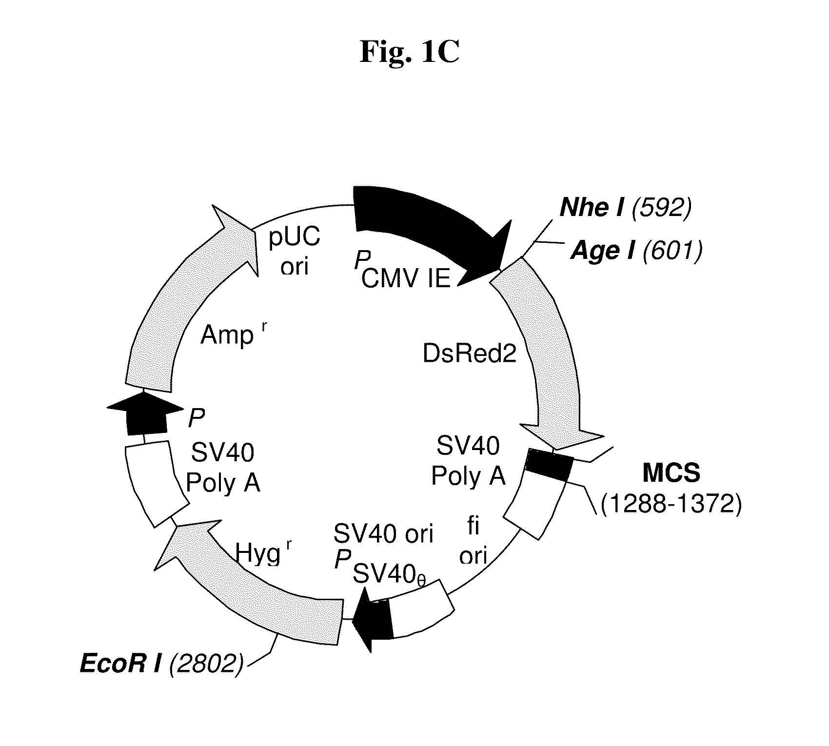 RGD-(bacterio)chlorophyll conjugates for photodynamic therapy and Imaging of Necrotic tumors