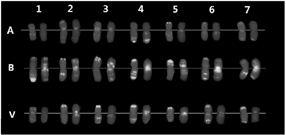 Nucleic acid probes for identifying haynaldia villosa chromosomes and application thereof