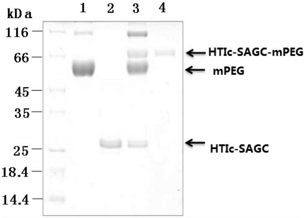 Protein with chemical modified groups and preparation method thereof