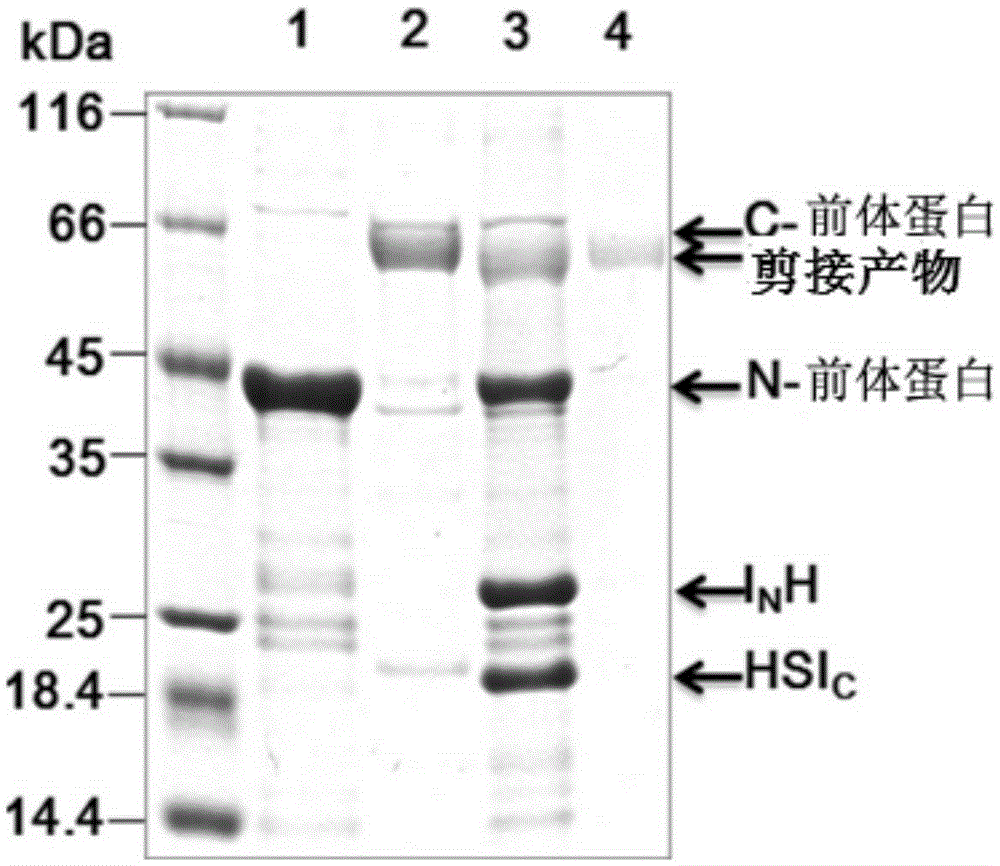 Protein with chemical modified groups and preparation method thereof