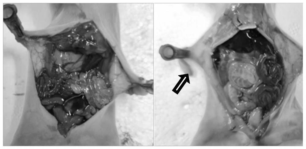 Construction method of model of diarrhea of young rabbits infected by vibrio parahaemolyticus