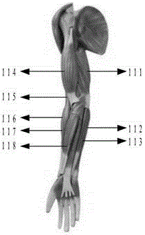 An upper limb rehabilitation system and method based on electromyographic signal and virtual reality interaction technology