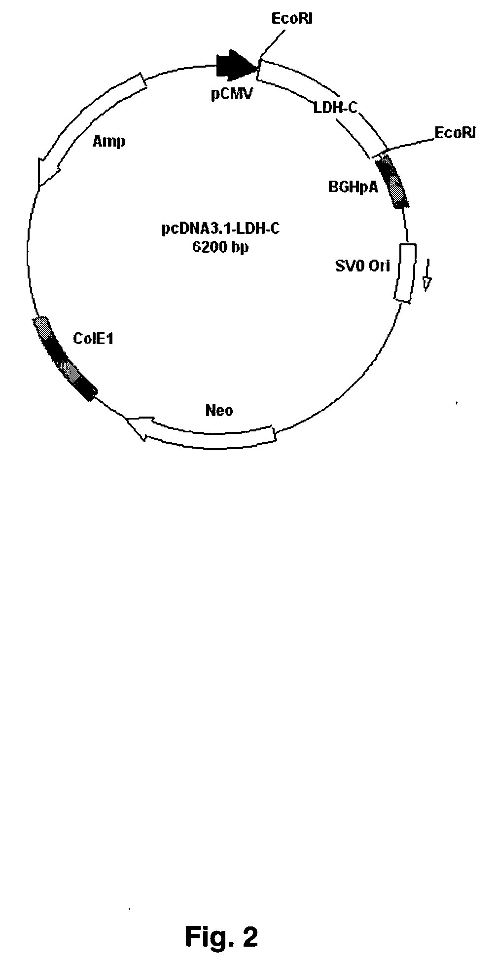 DNA immunocontraceptive vaccines and uses thereof