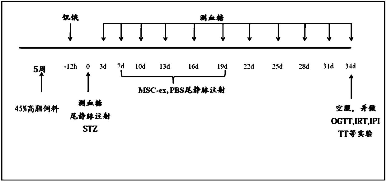 Separation and purification method of human umbilical cord mesenchymal stem cell exosome and application of human umbilical cord mesenchymal stem cell exosome