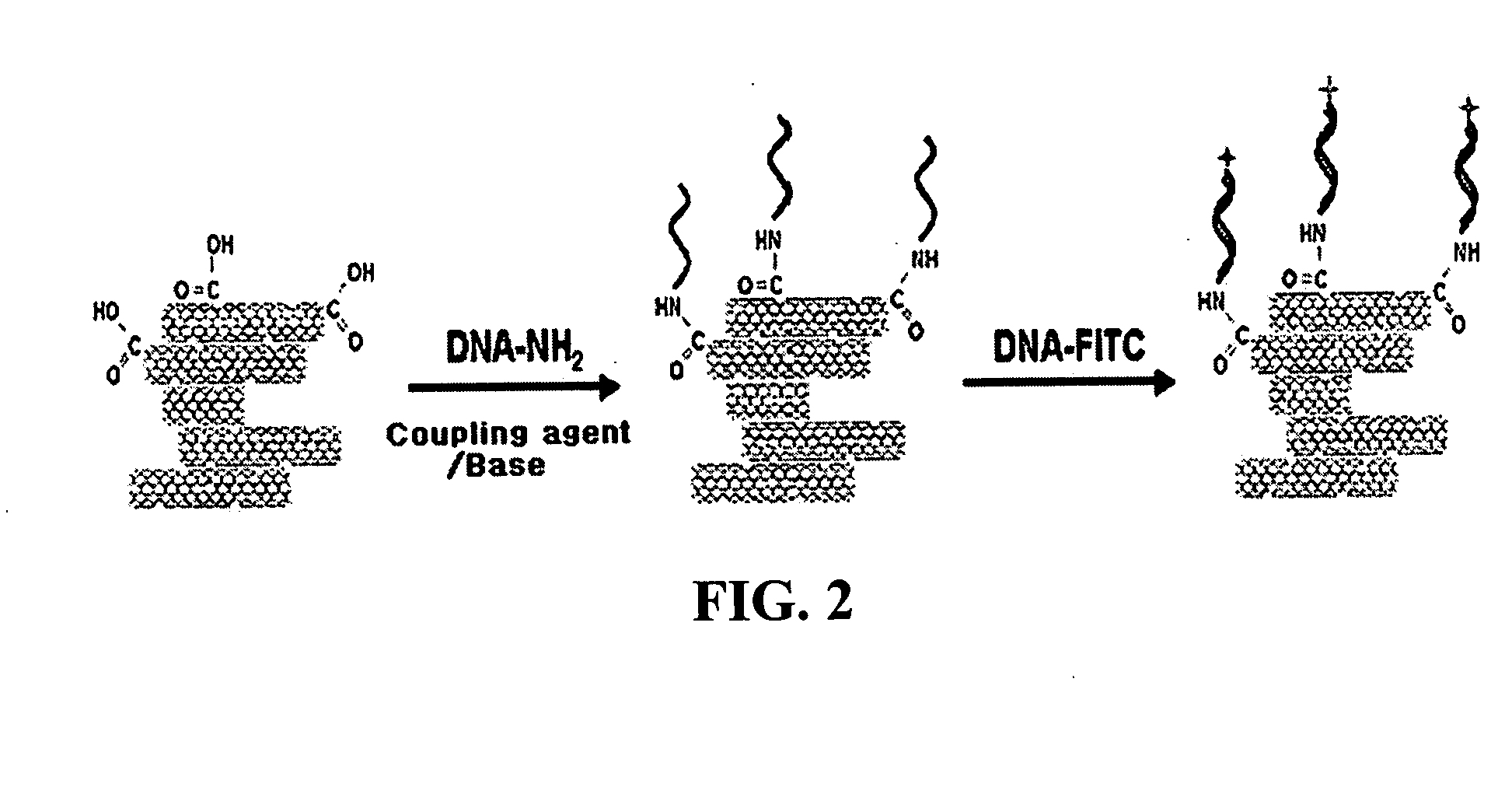 Method for fabricating a biochip using the high density carbon nanotube film or pattern
