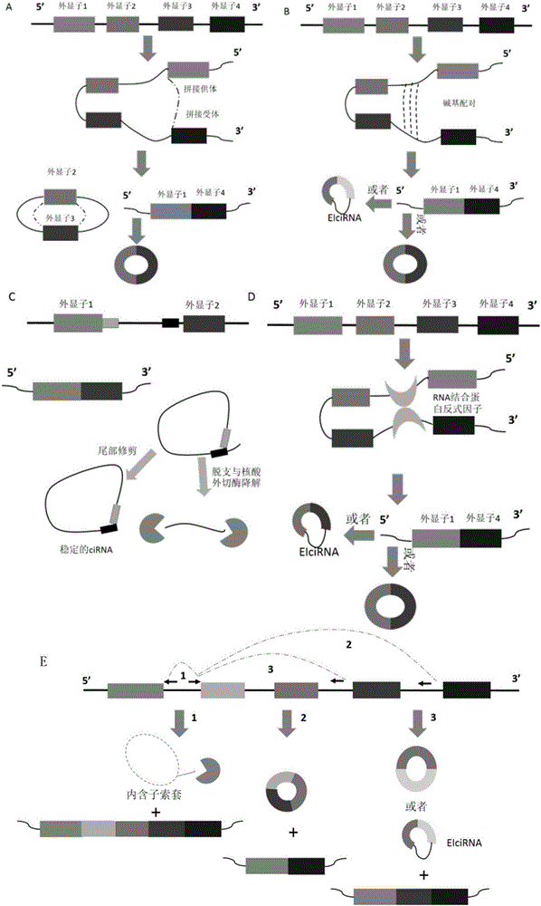 Probe, gene chip and method for detecting expression abundance of circular RNA