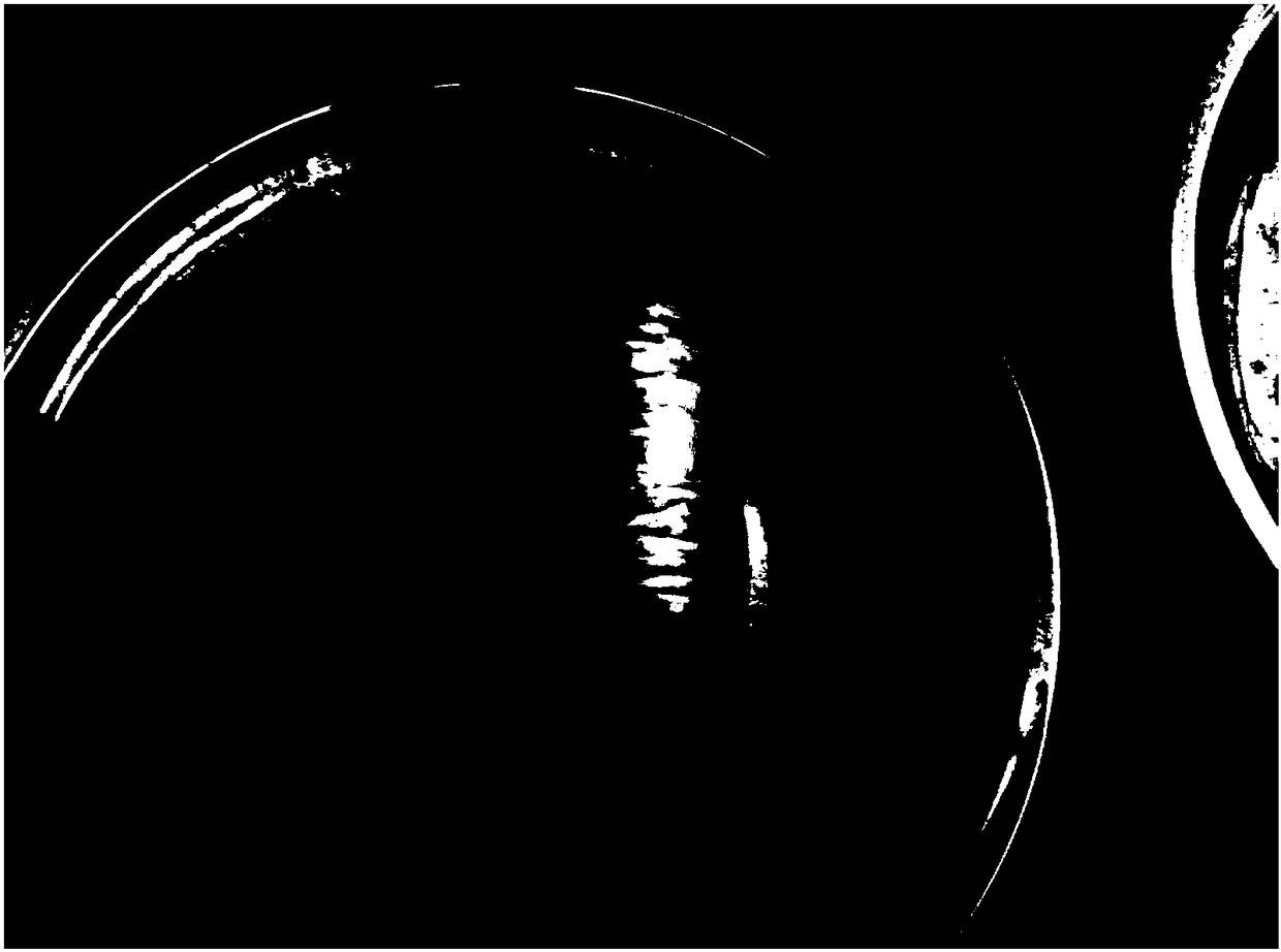 Rapid propagation method for draceana arborea tissue culture