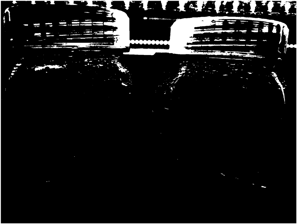 Rapid propagation method for draceana arborea tissue culture