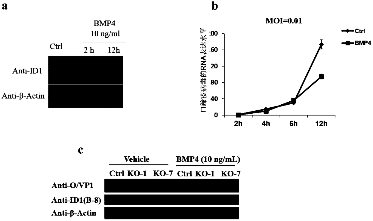 Anti foot-and-mouth disease drug and ID1 protein and BMP4 (bone morphogenetic protein 4) protein in preparation of the same