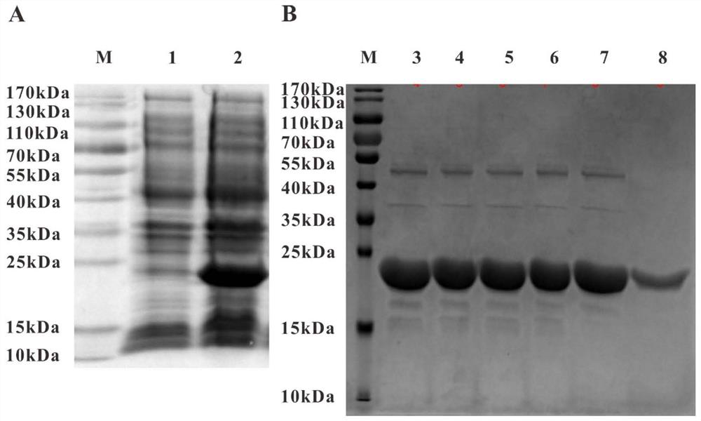 Mandarin fish gamma interferon-related factor and its recombinant protein and application