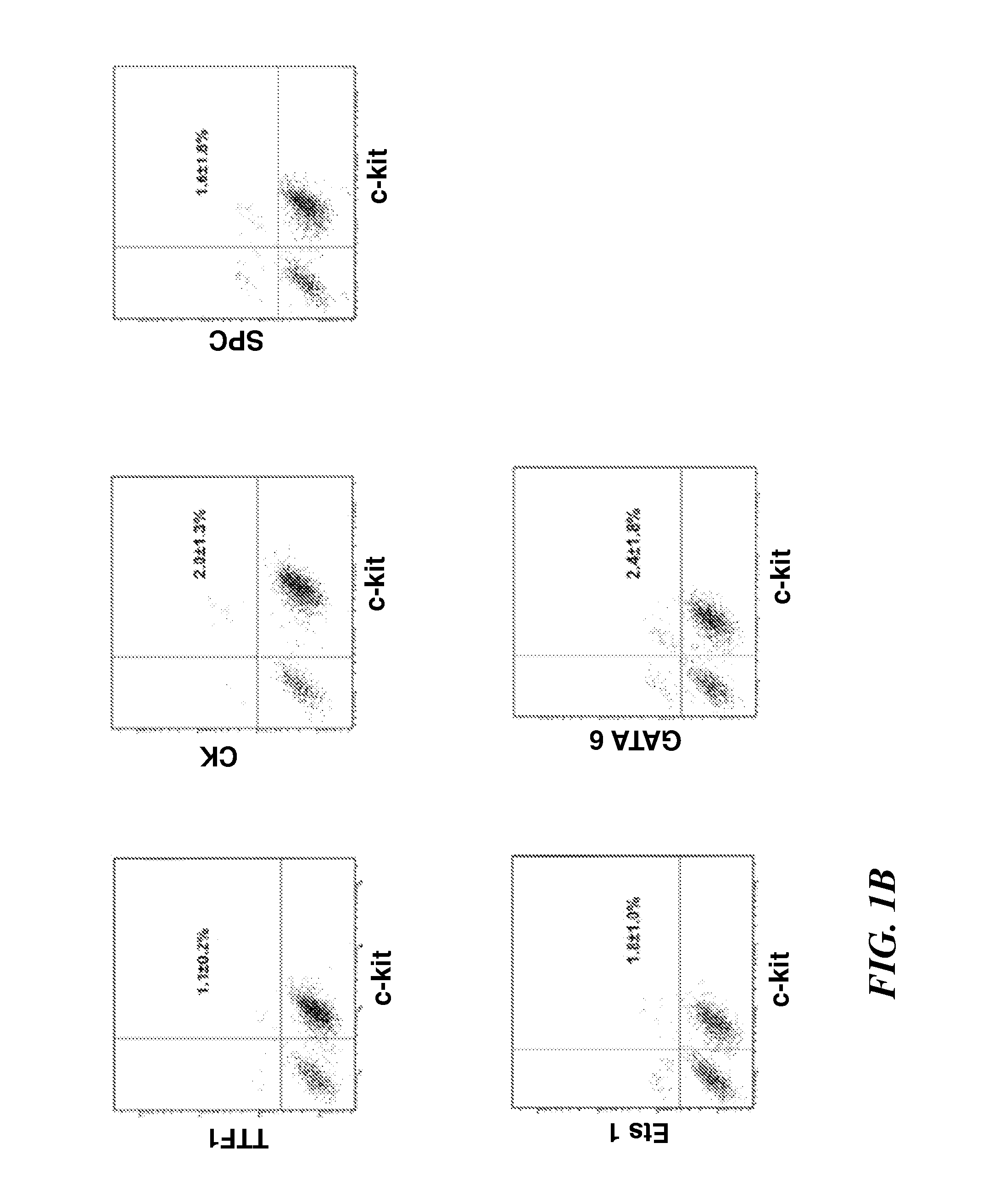 Human lung stem cells and uses thereof