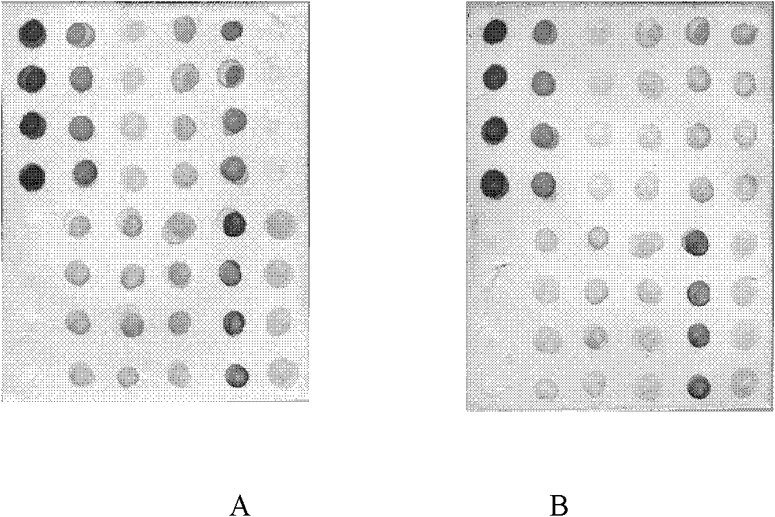 Visual rapid combined measuring method of plant pathogen and antibody chip