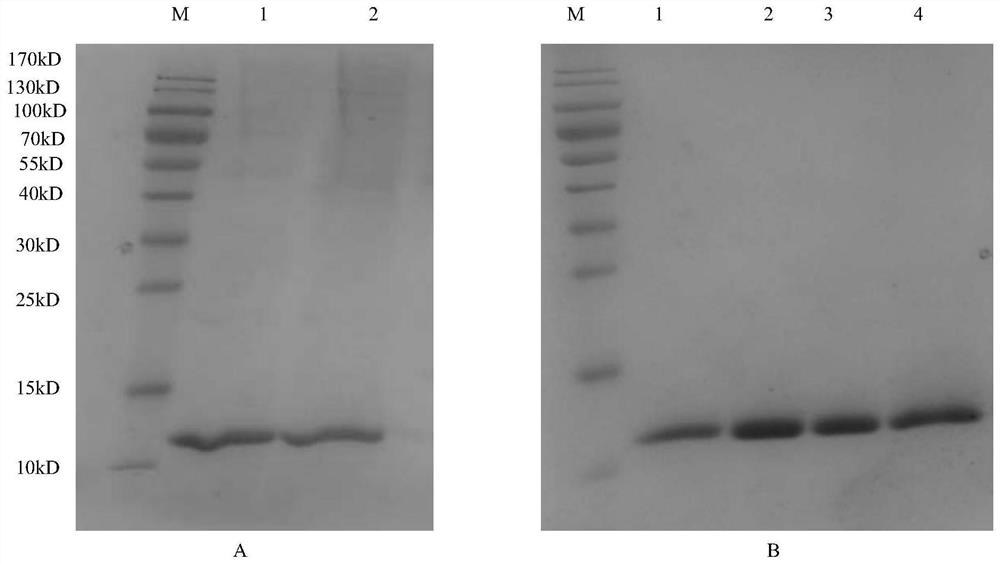 A method of isolating native sequence nerve growth factor from a mixture